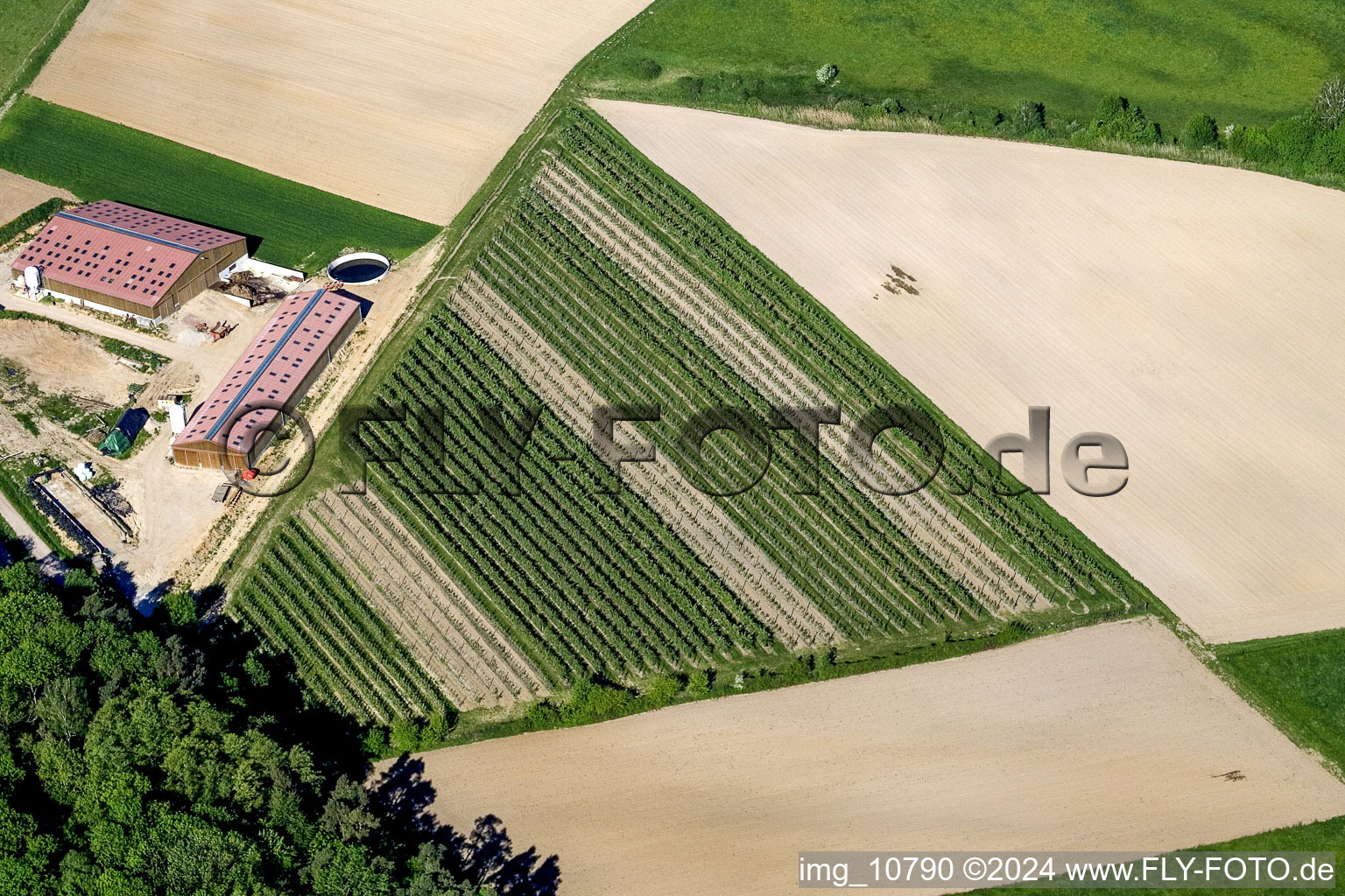 Vineyard near Rott Wissembourg in Rott in the state Bas-Rhin, France