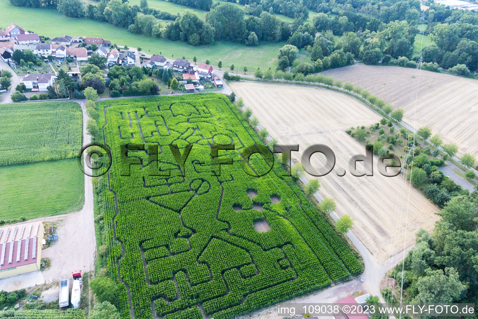 Corn maze at Seehof in Steinweiler in the state Rhineland-Palatinate, Germany from the drone perspective