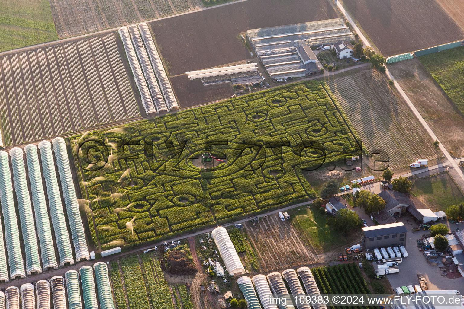 Maze - Labyrinth with the outline of eyes in a corn-field on the Hegehof in Ladenburg in the state Baden-Wurttemberg, Germany