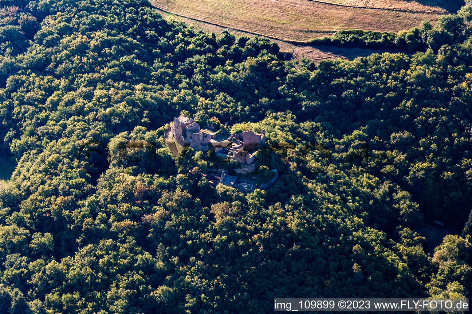 Montfort castle ruins in Hallgarten in the state Rhineland-Palatinate, Germany