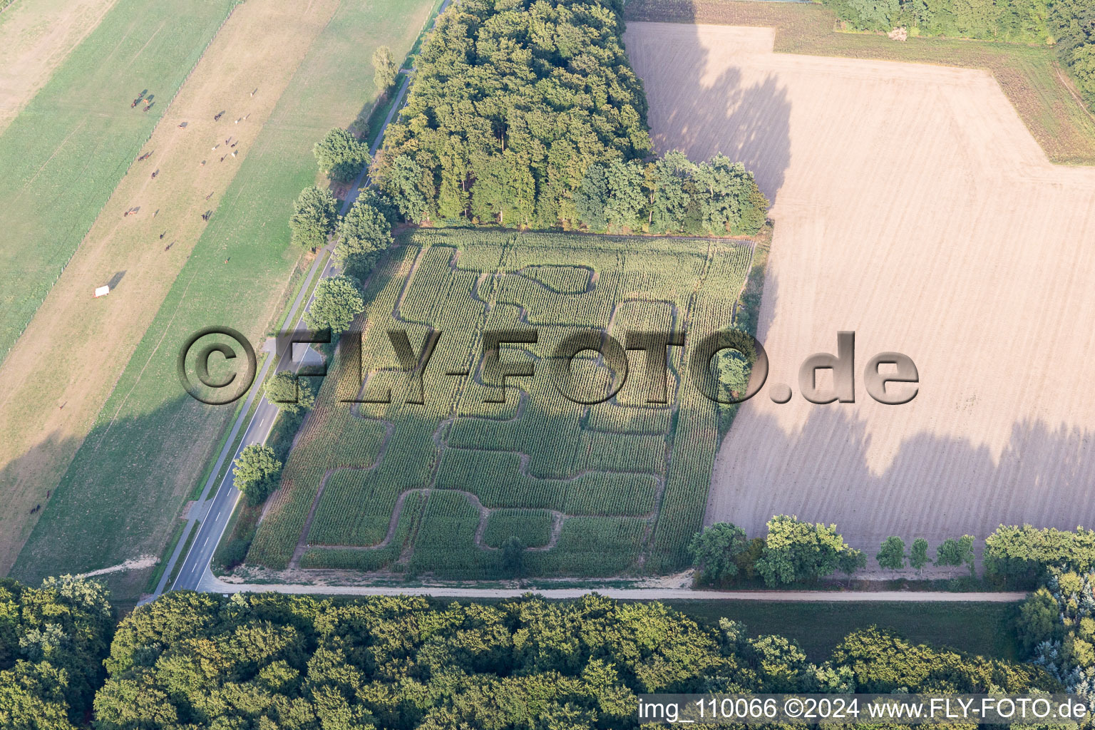 Maze - Labyrinth in a corn-field in Amelinghausen in the state Lower Saxony, Germany