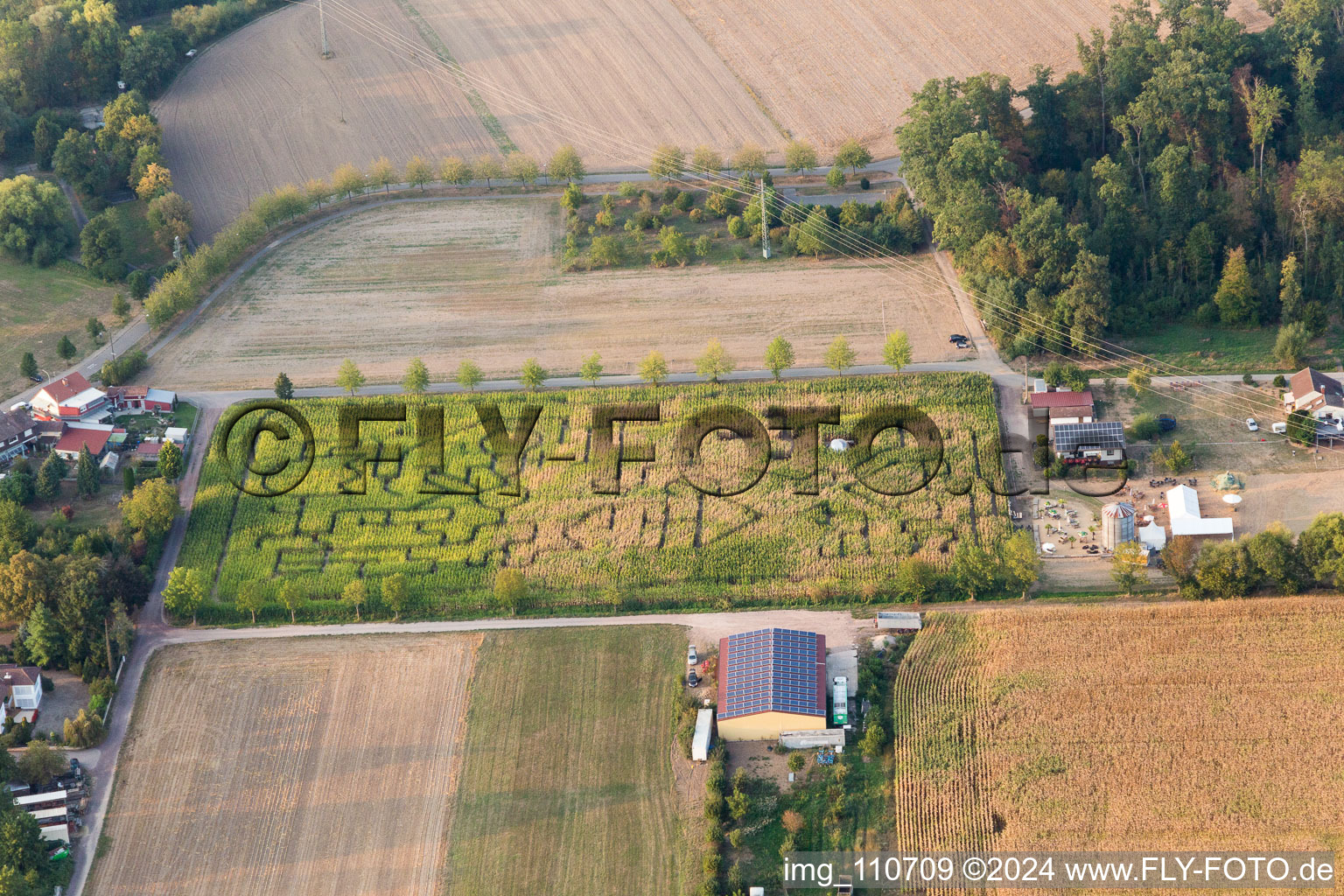 Corn maze at Seehof in Steinweiler in the state Rhineland-Palatinate, Germany from a drone