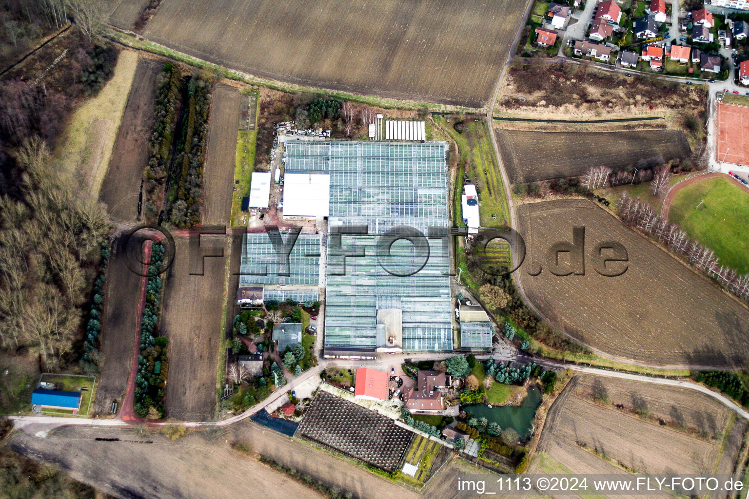 Geranium nursery in Hagenbach in the state Rhineland-Palatinate, Germany