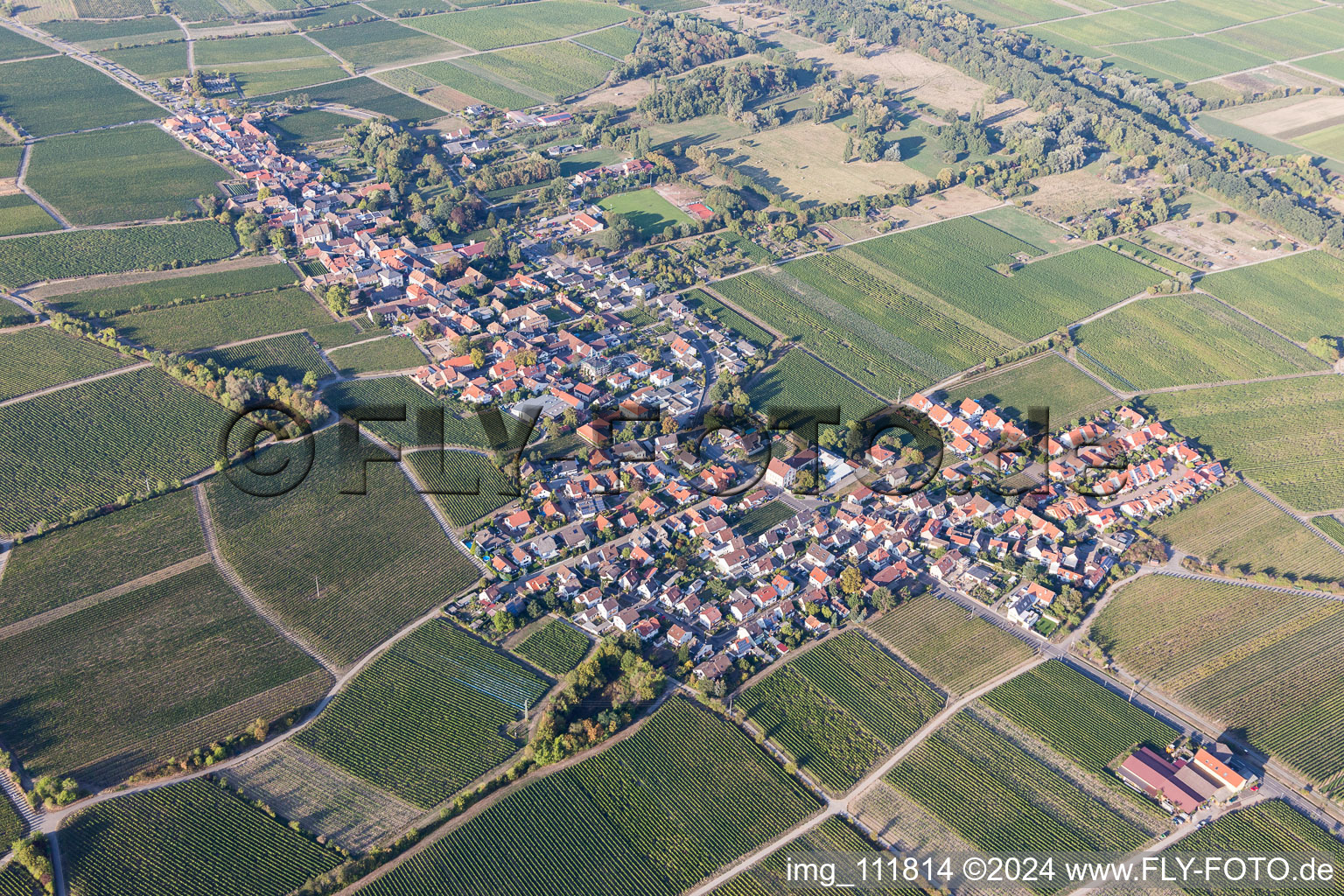 Village - view on the edge of wine yards in Forst an der Weinstrasse in the state Rhineland-Palatinate