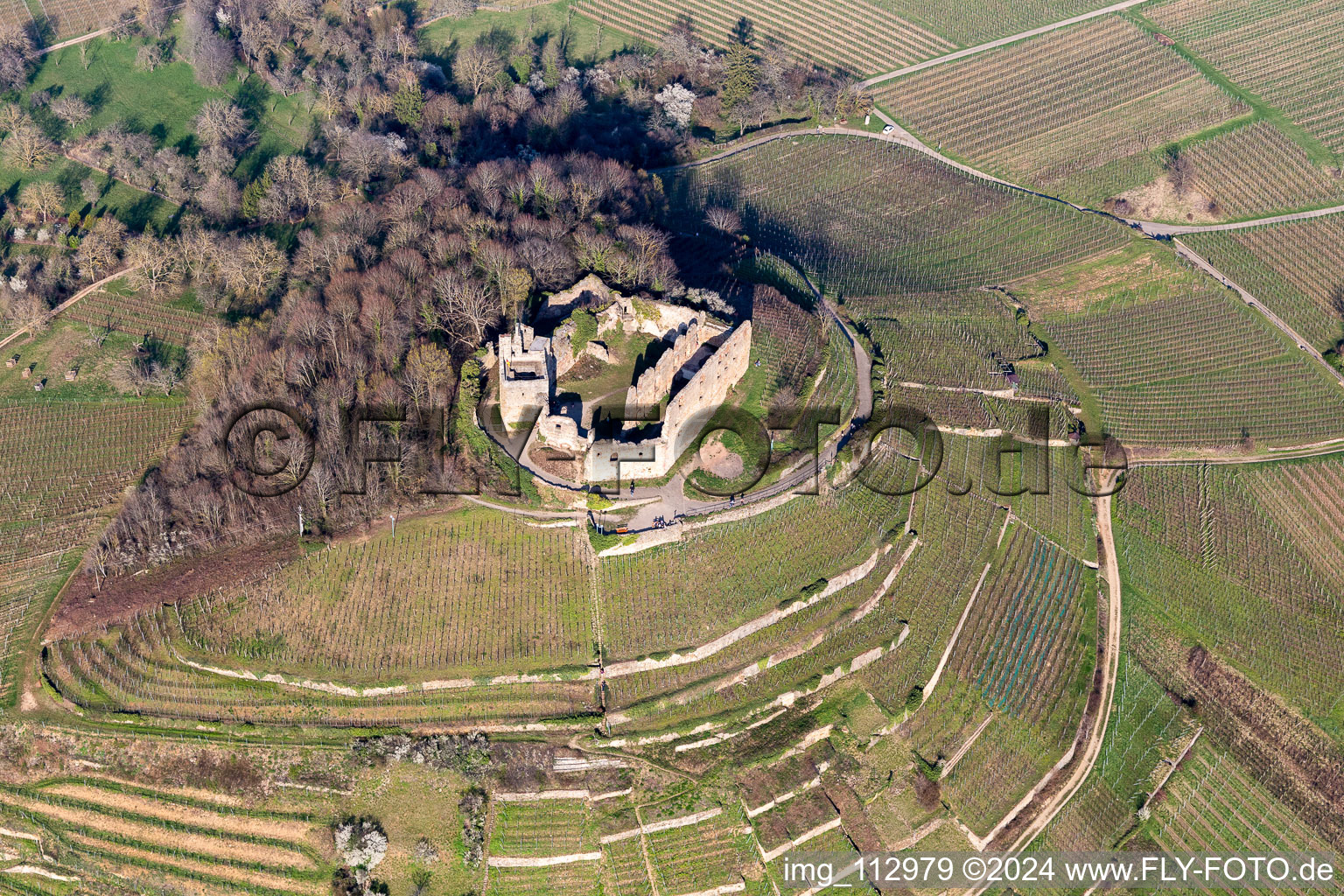 Autumn in the vineyard at the castle with structures of the roads to grow the vine of Baden the in Staufen in Breisgau in the state Baden-Wuerttemberg, Germany