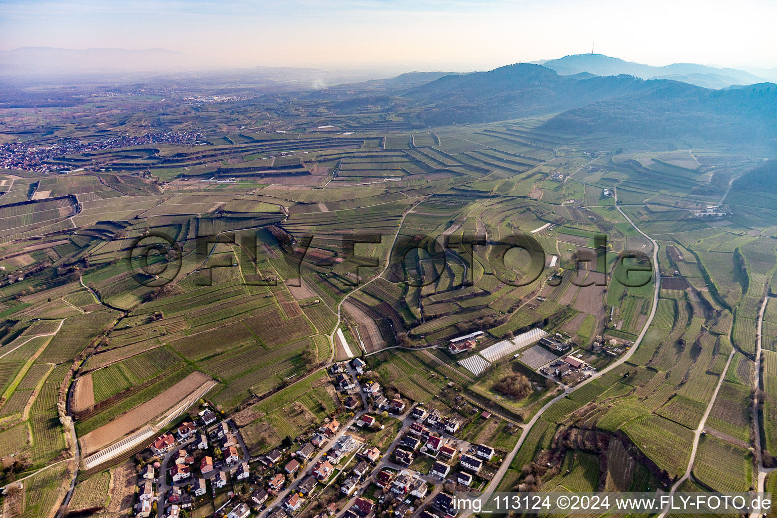 Fields of wine cultivation landscape in Bahlingen im Kaiserstuhl in the state Baden-Wurttemberg, Germany