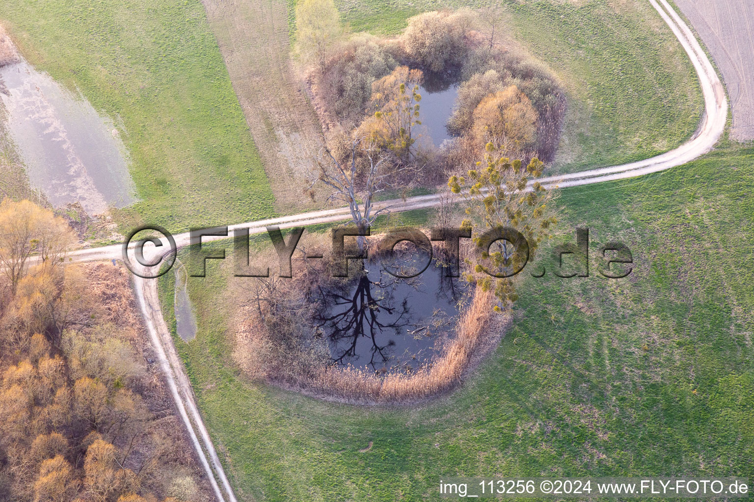 Biotop in Leimersheim in the state Rhineland-Palatinate, Germany