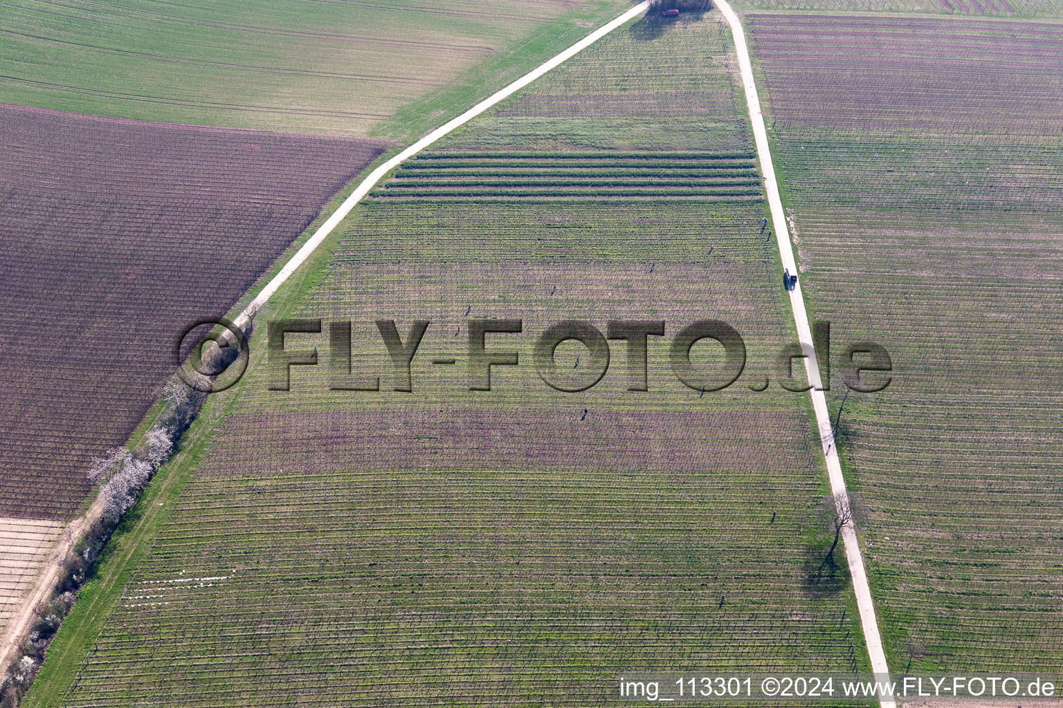 Driven hunt in the vineyard in Billigheim-Ingenheim in the state Rhineland-Palatinate, Germany