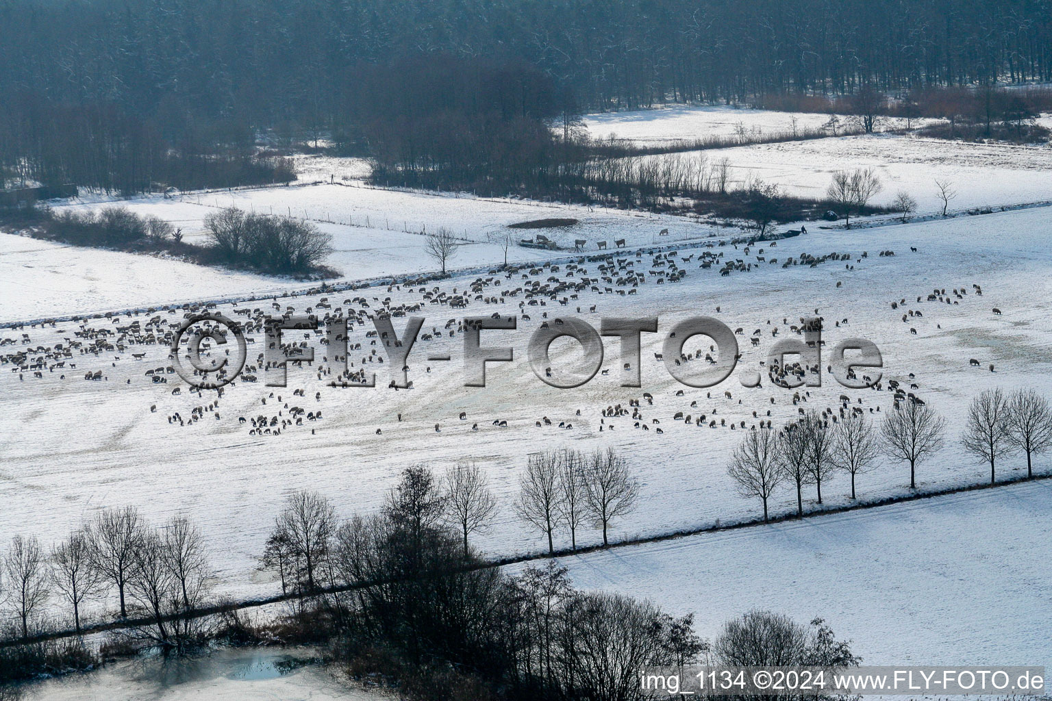 Winter meadow pasture with Sheep - herd in Freckenfeld in the state Rhineland-Palatinate