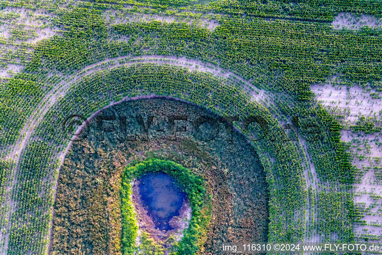 Riparian areas on the dead ice lake on a corn field in Flieth-Stegelitz in the state Brandenburg, Germany