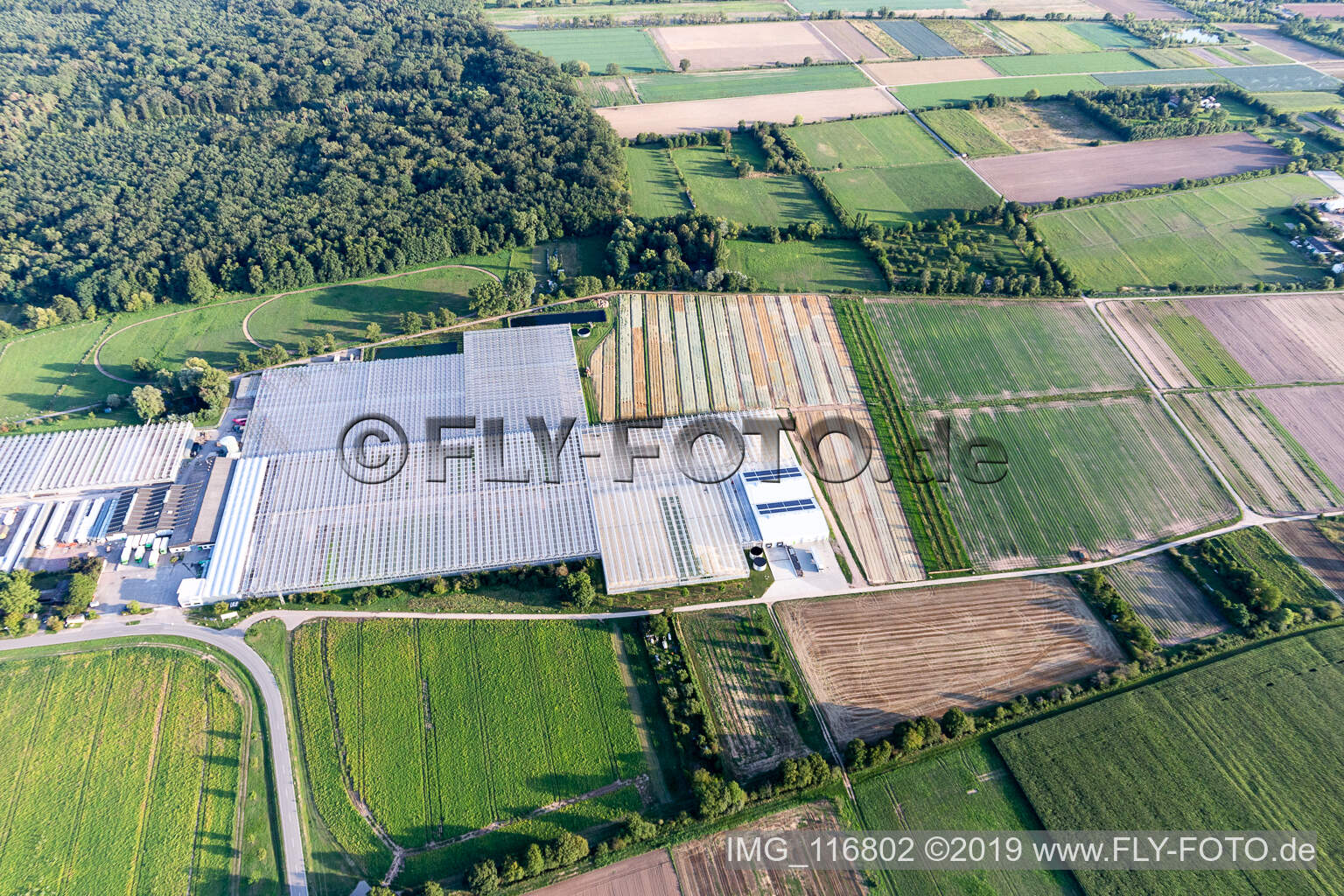Aerial photograpy of Rudolf Sinn Young Plants GmbH in Lustadt in the state Rhineland-Palatinate, Germany