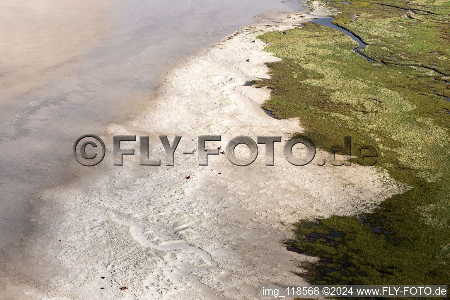 Cattle in the dunes on the sandy beach in Fanø in the state South Denmark, Denmark