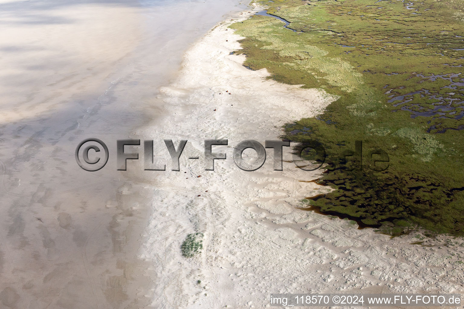 Aerial view of Cattle in the dunes on the sandy beach in Fanø in the state South Denmark, Denmark