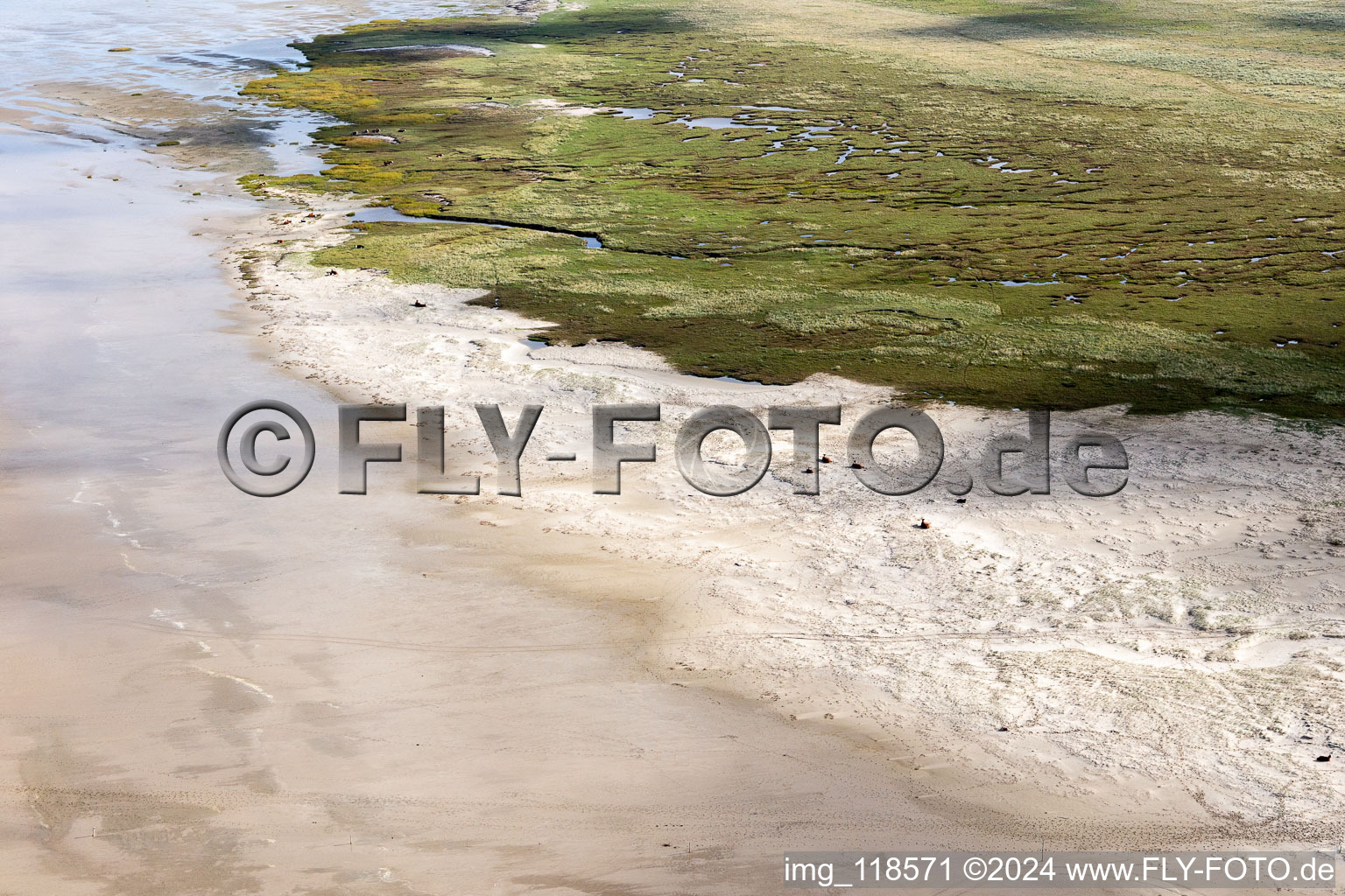 Aerial photograpy of Cattle in the dunes on the sandy beach in Fanø in the state South Denmark, Denmark