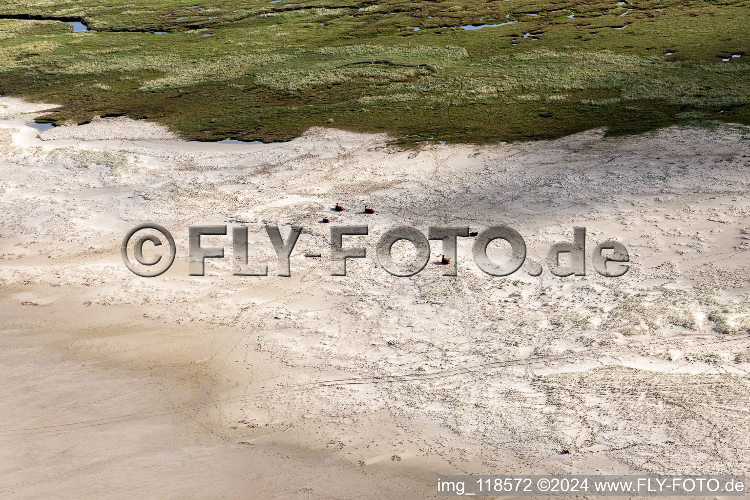 Oblique view of Cattle in the dunes on the sandy beach in Fanø in the state South Denmark, Denmark