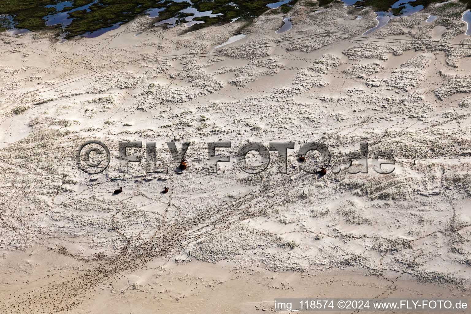 Cattle in the dunes on the sandy beach in Fanø in the state South Denmark, Denmark from above