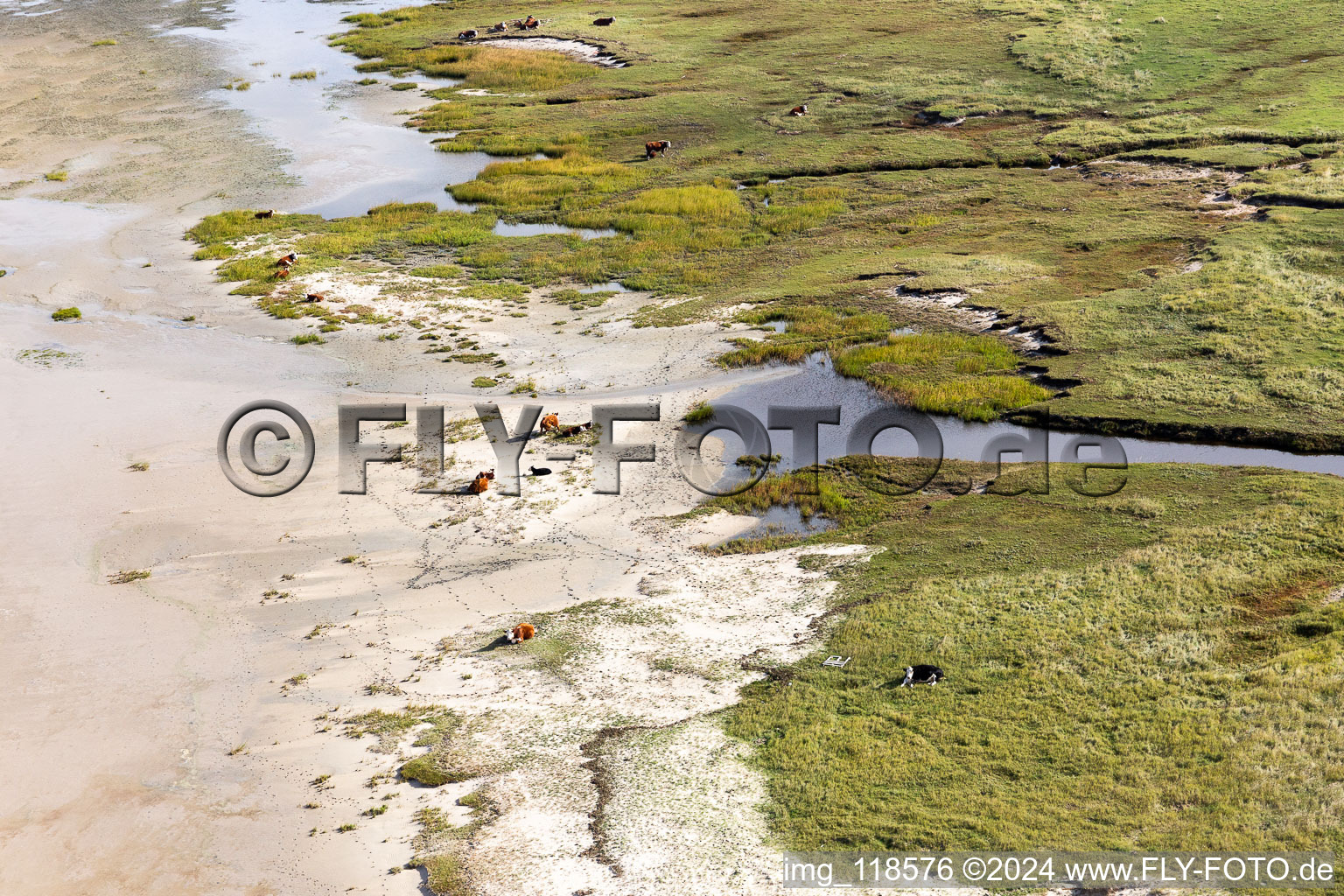 Cattle in the dunes on the sandy beach in Fanø in the state South Denmark, Denmark out of the air