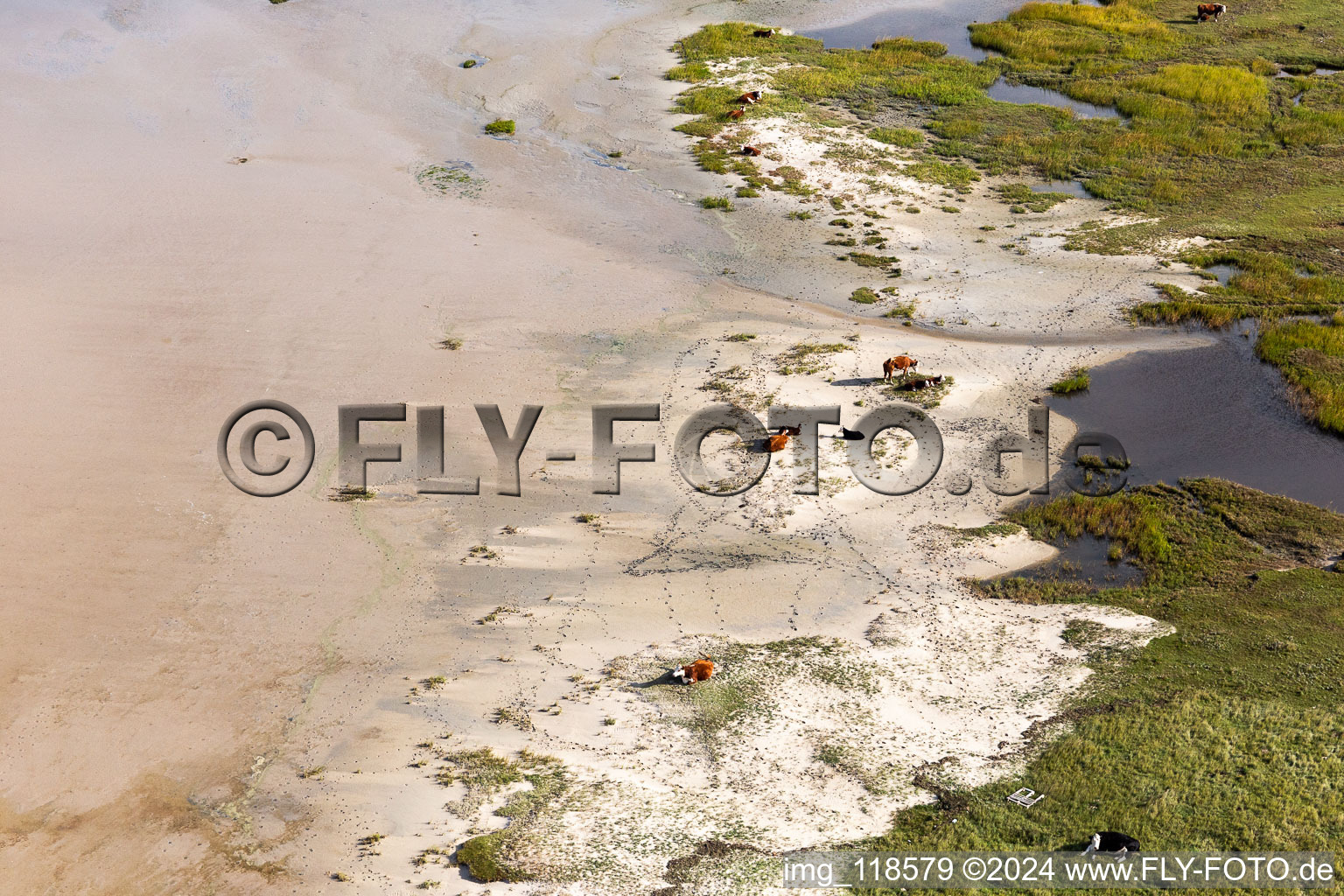 Cattle in the dunes on the sandy beach in Fanø in the state South Denmark, Denmark seen from above