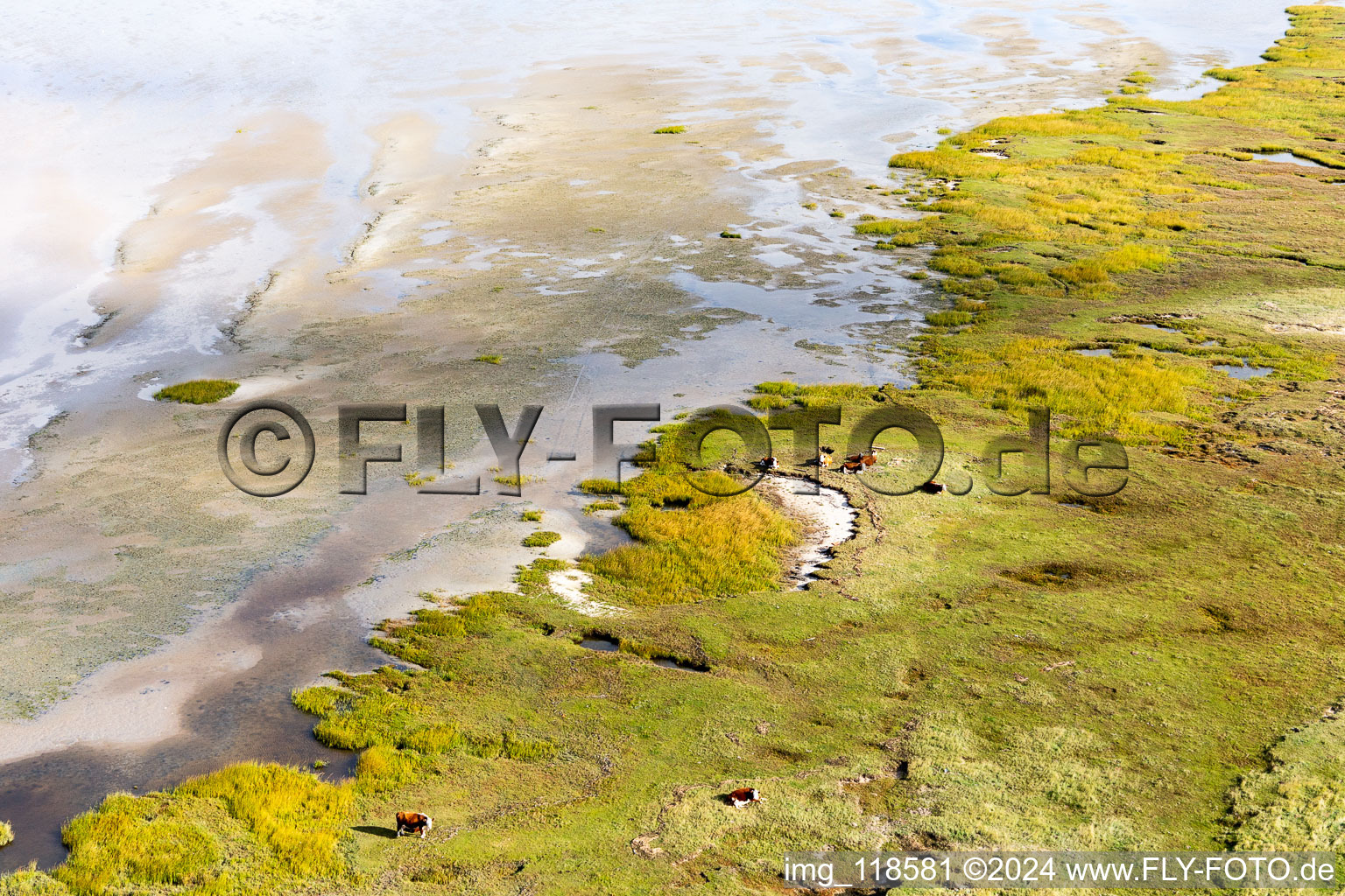 Cattle in the dunes on the sandy beach in Fanø in the state South Denmark, Denmark from the plane