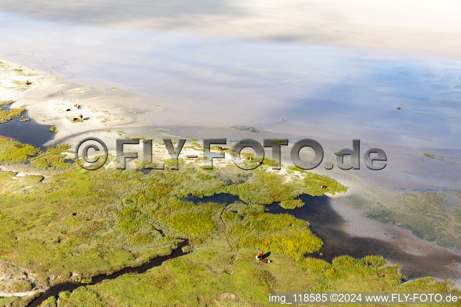 Bird's eye view of Cattle in the dunes on the sandy beach in Fanø in the state South Denmark, Denmark