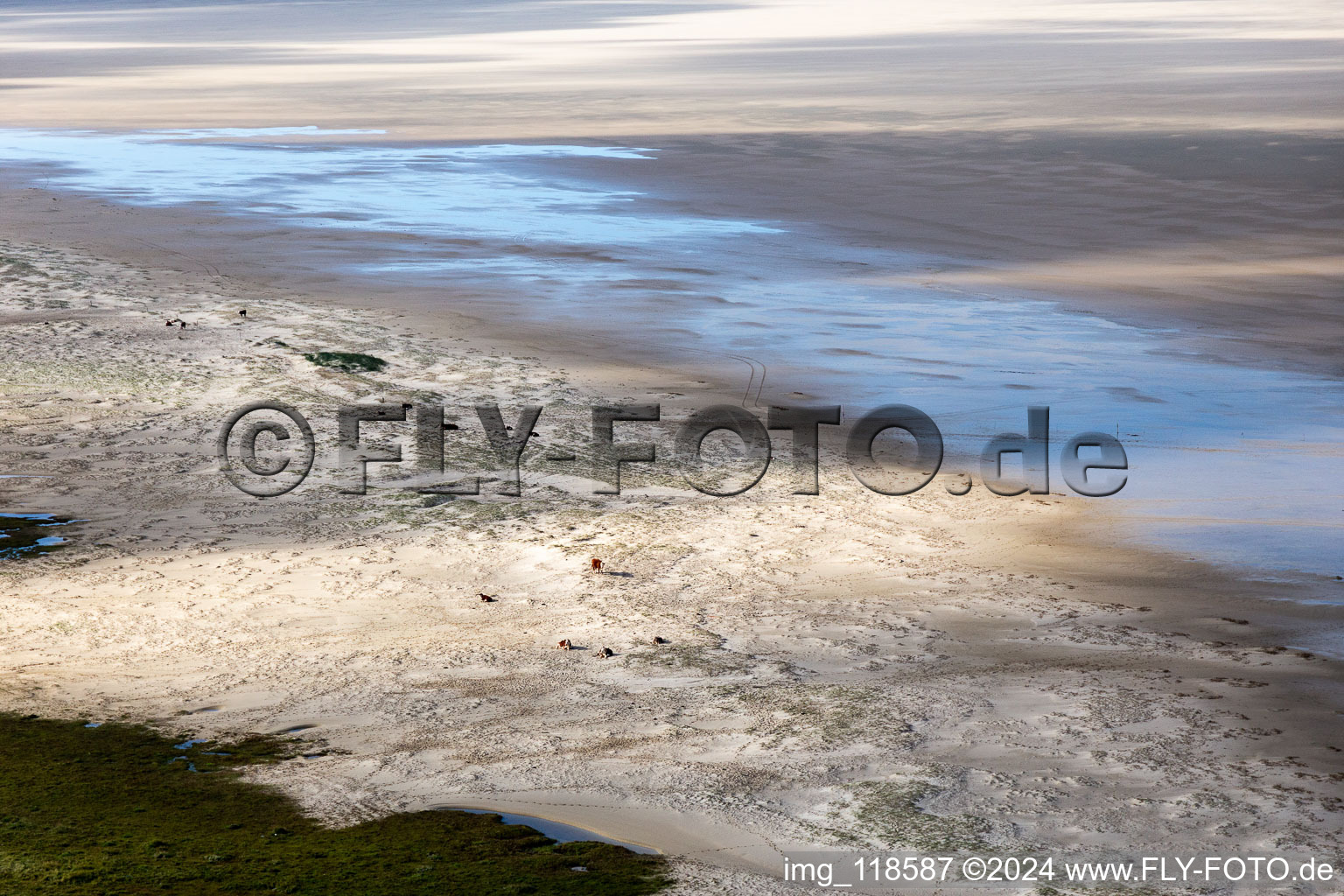 Cattle in the dunes on the sandy beach in Fanø in the state South Denmark, Denmark viewn from the air