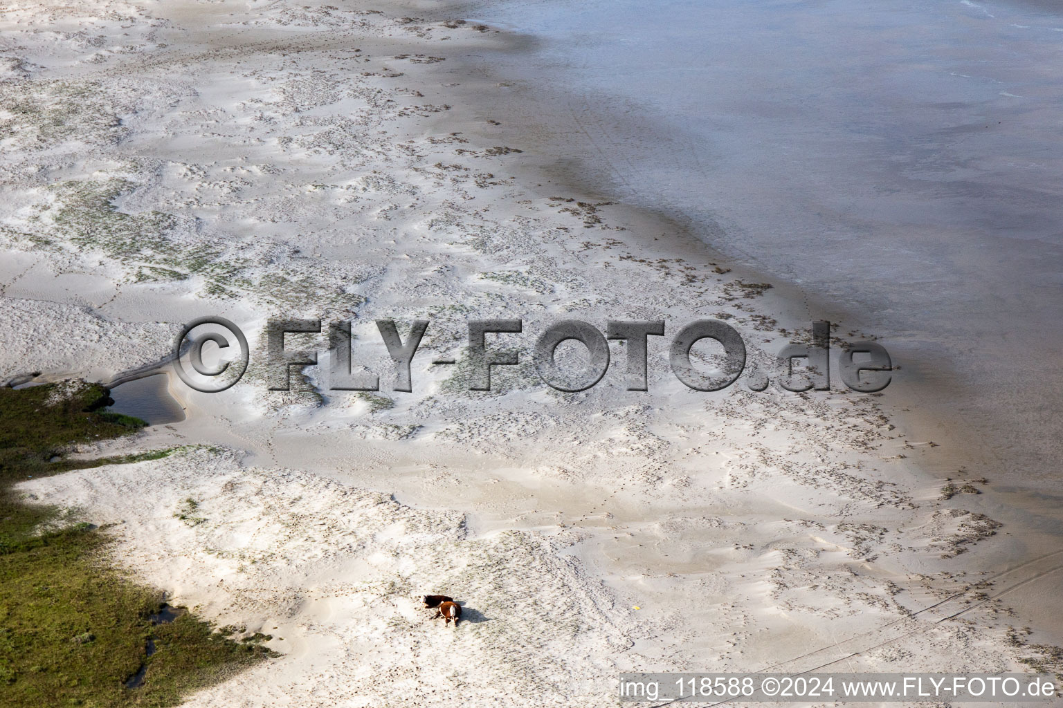 Drone recording of Cattle in the dunes on the sandy beach in Fanø in the state South Denmark, Denmark