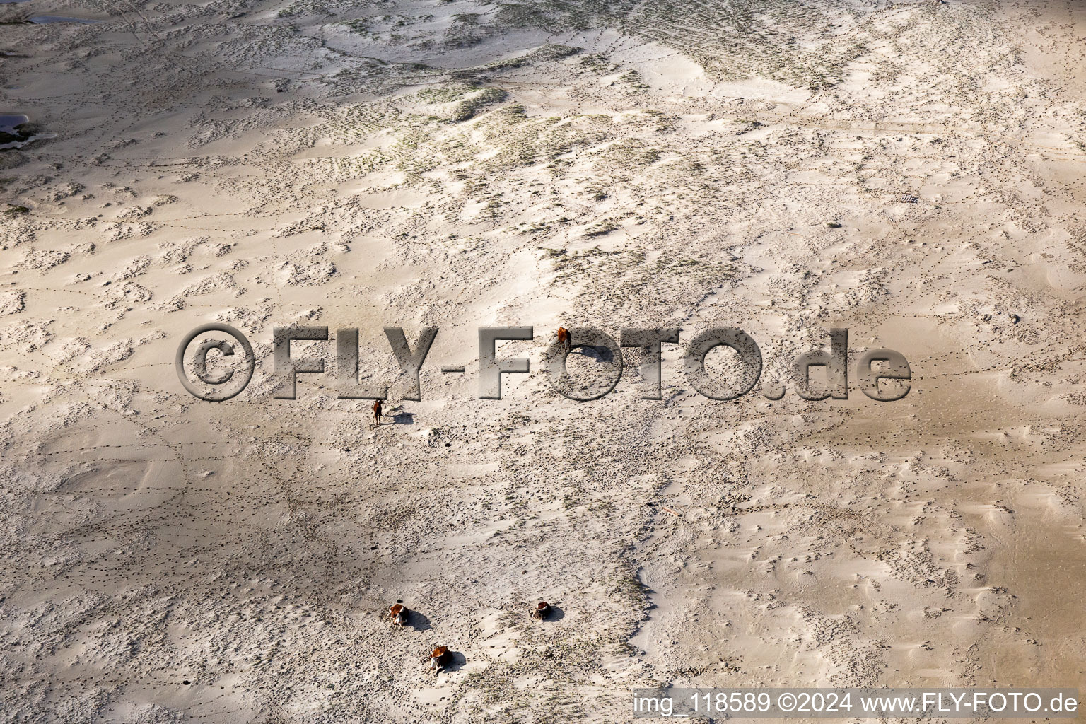 Drone image of Cattle in the dunes on the sandy beach in Fanø in the state South Denmark, Denmark