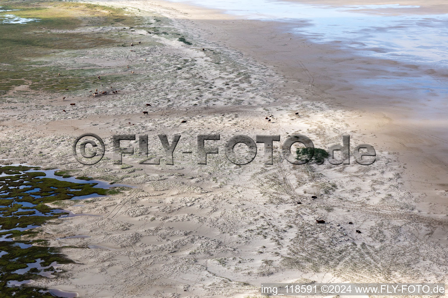 Cattle in the dunes on the sandy beach in Fanø in the state South Denmark, Denmark from the drone perspective