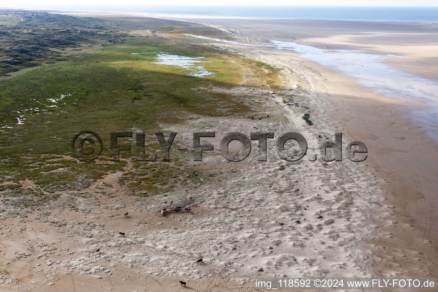 Cattle in the dunes on the sandy beach in Fanø in the state South Denmark, Denmark from a drone