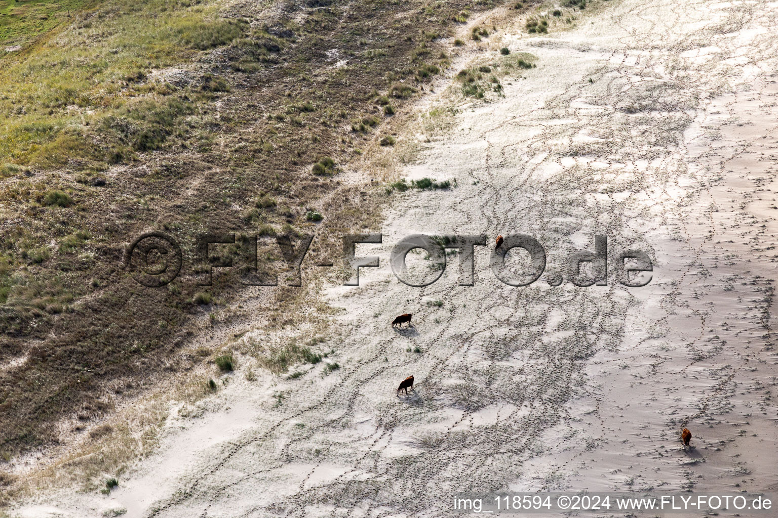 Cattle in the dunes on the sandy beach in Fanø in the state South Denmark, Denmark seen from a drone