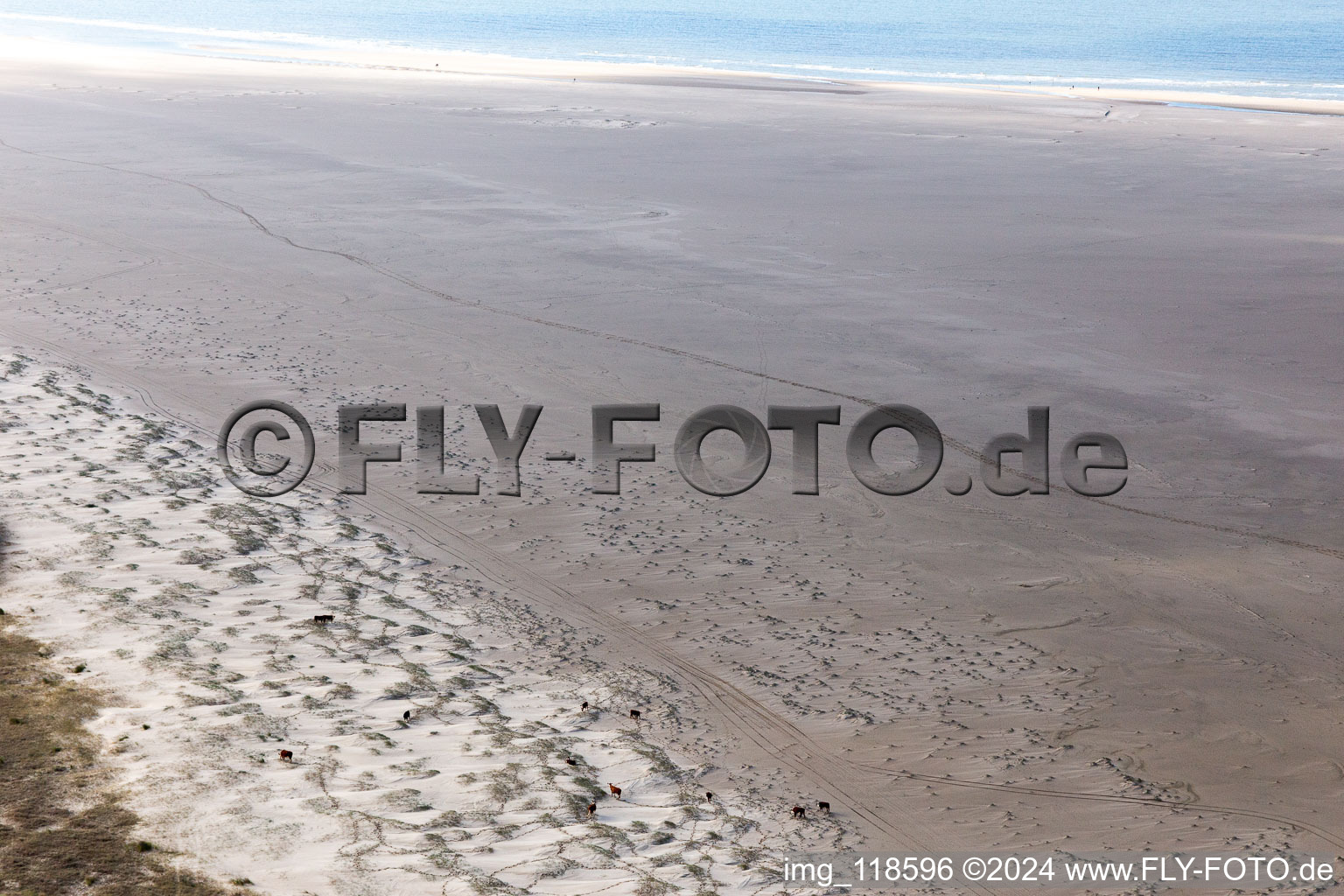 Aerial view of Cattle in the dunes on the sandy beach in Fanø in the state South Denmark, Denmark