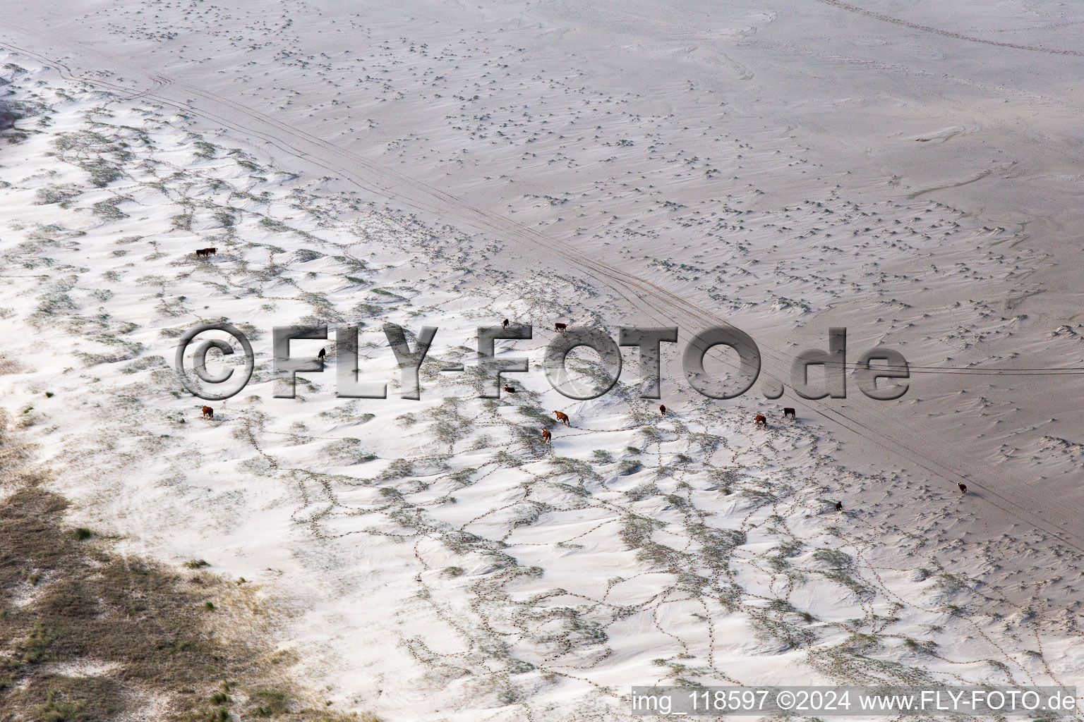 Aerial photograpy of Cattle in the dunes on the sandy beach in Fanø in the state South Denmark, Denmark