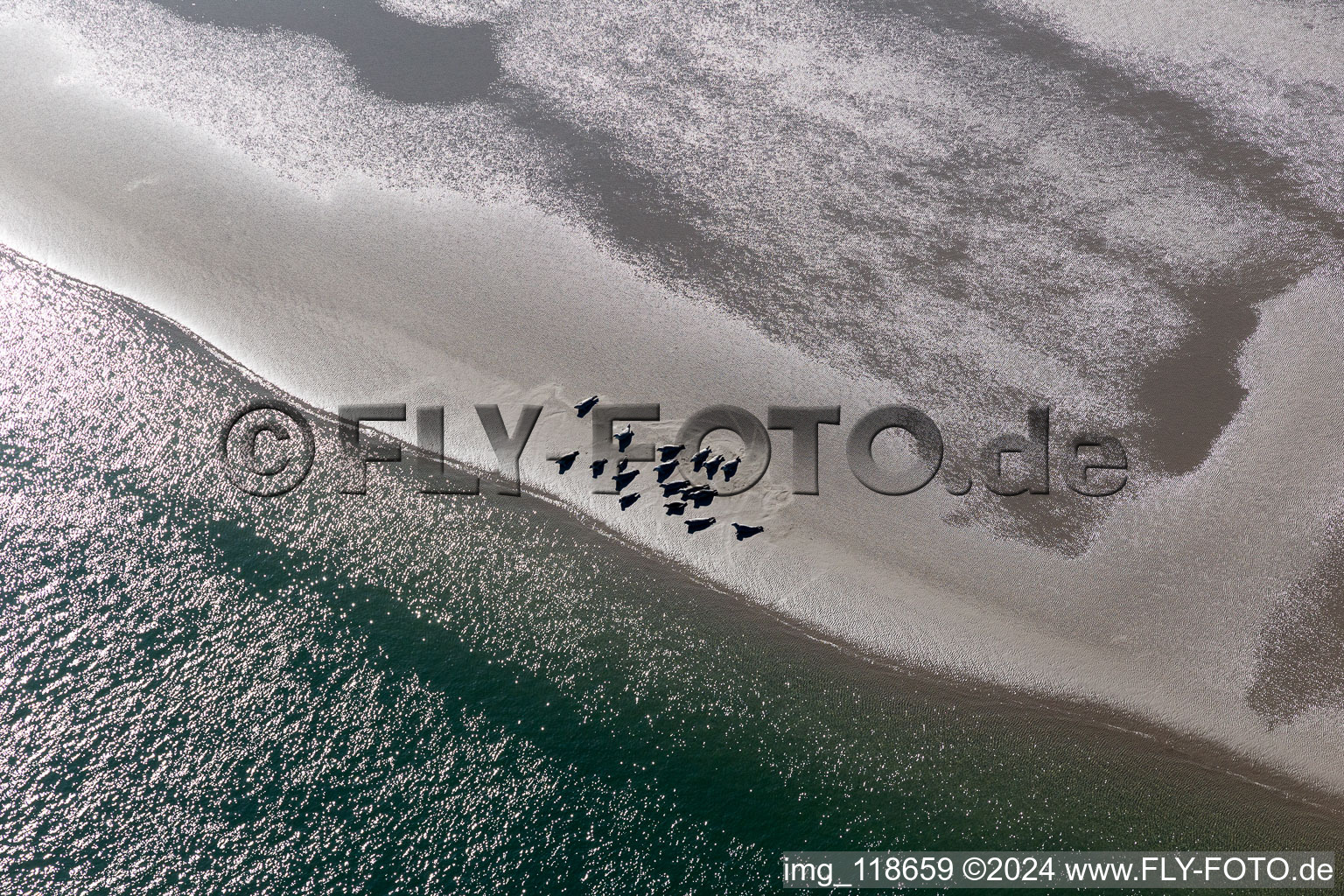 Sea lions and harbor seals at the tidal channel to the sandbank Peter Meyers in Fanø in the state South Denmark, Denmark