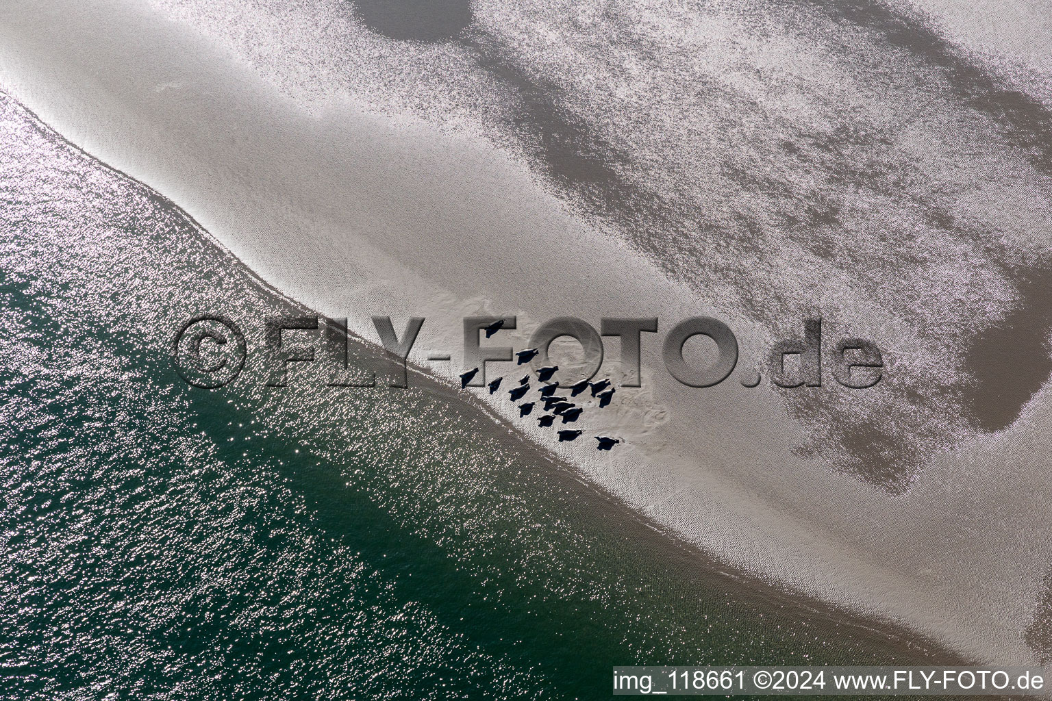 Seals on a Sand bankarea at the sourthern coast of Fanoe in Syddanmark, Denmark