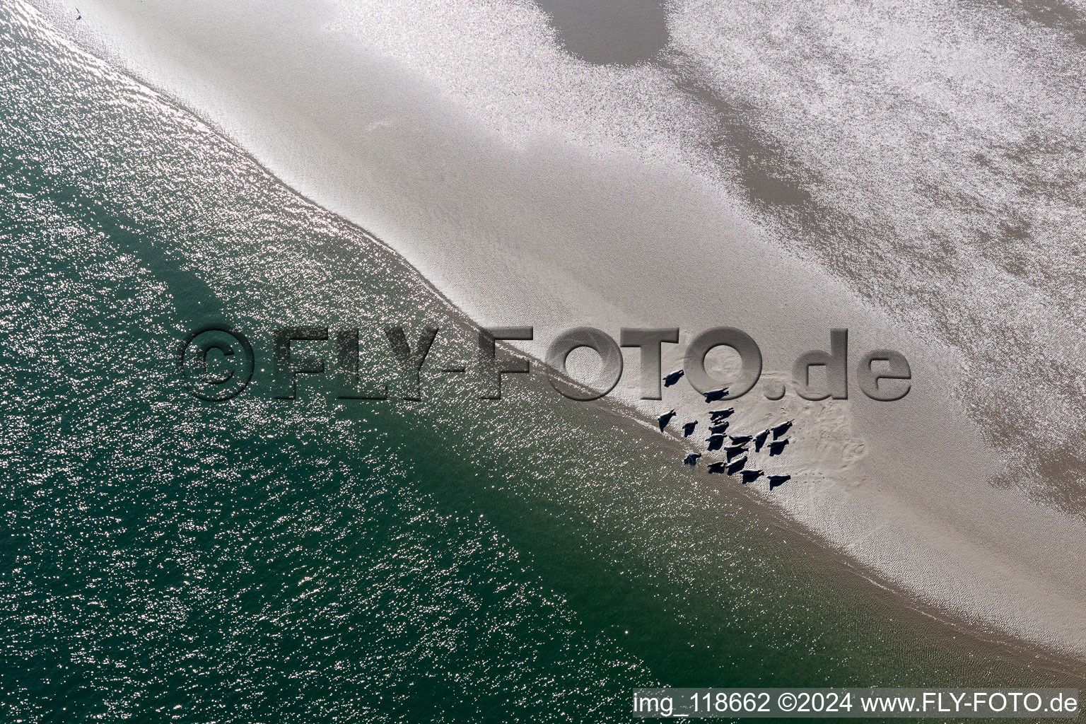 Aerial view of Sea lions and harbor seals at the tidal channel to the sandbank Peter Meyers in Fanø in the state South Denmark, Denmark