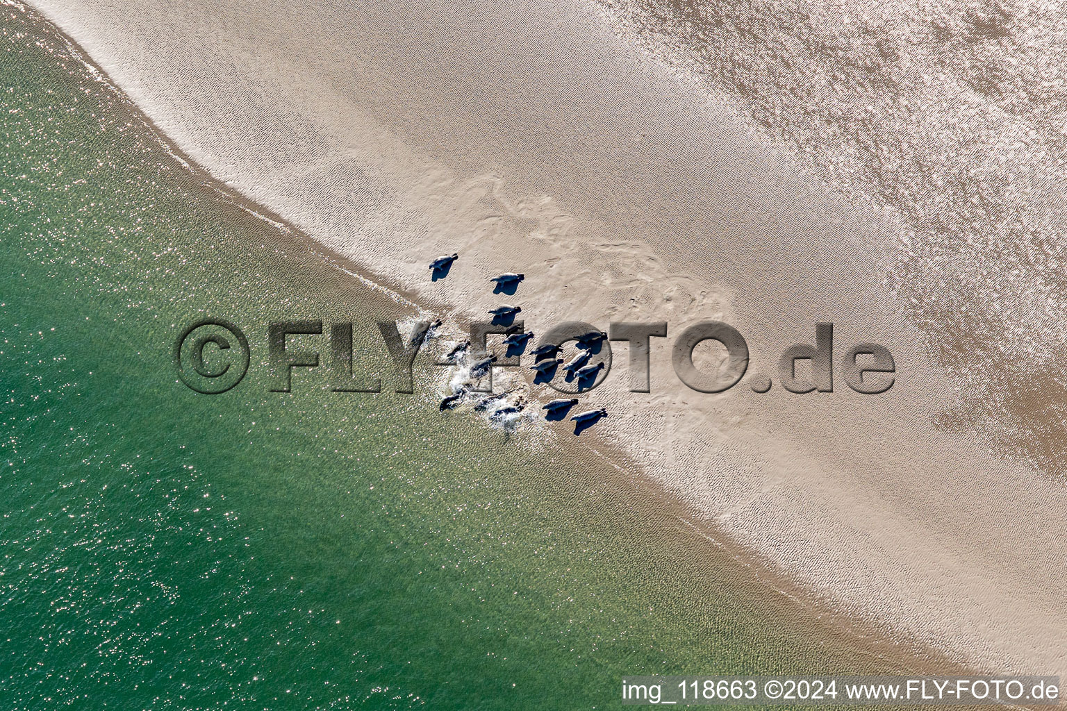 Aerial view of Seals on a Sand bankarea at the sourthern coast of Fanoe in Syddanmark, Denmark