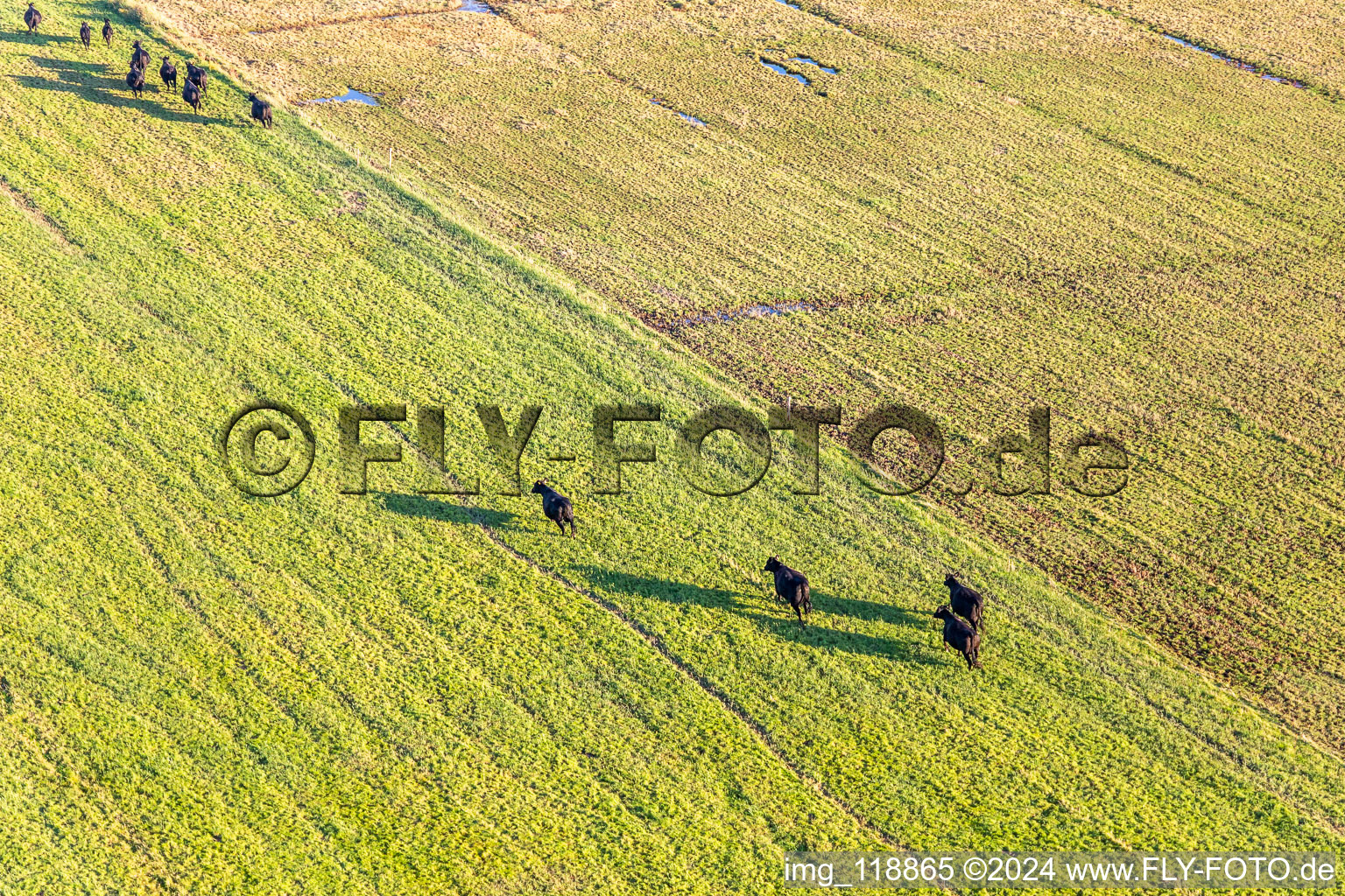 Drone recording of Wadden Sea National Park in Fanø in the state South Denmark, Denmark