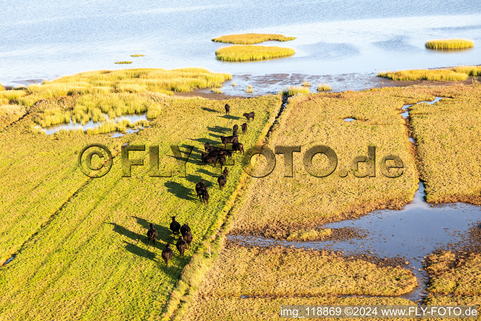 Meadow pasture with Angus herd in Fanoe in Syddanmark, Denmark