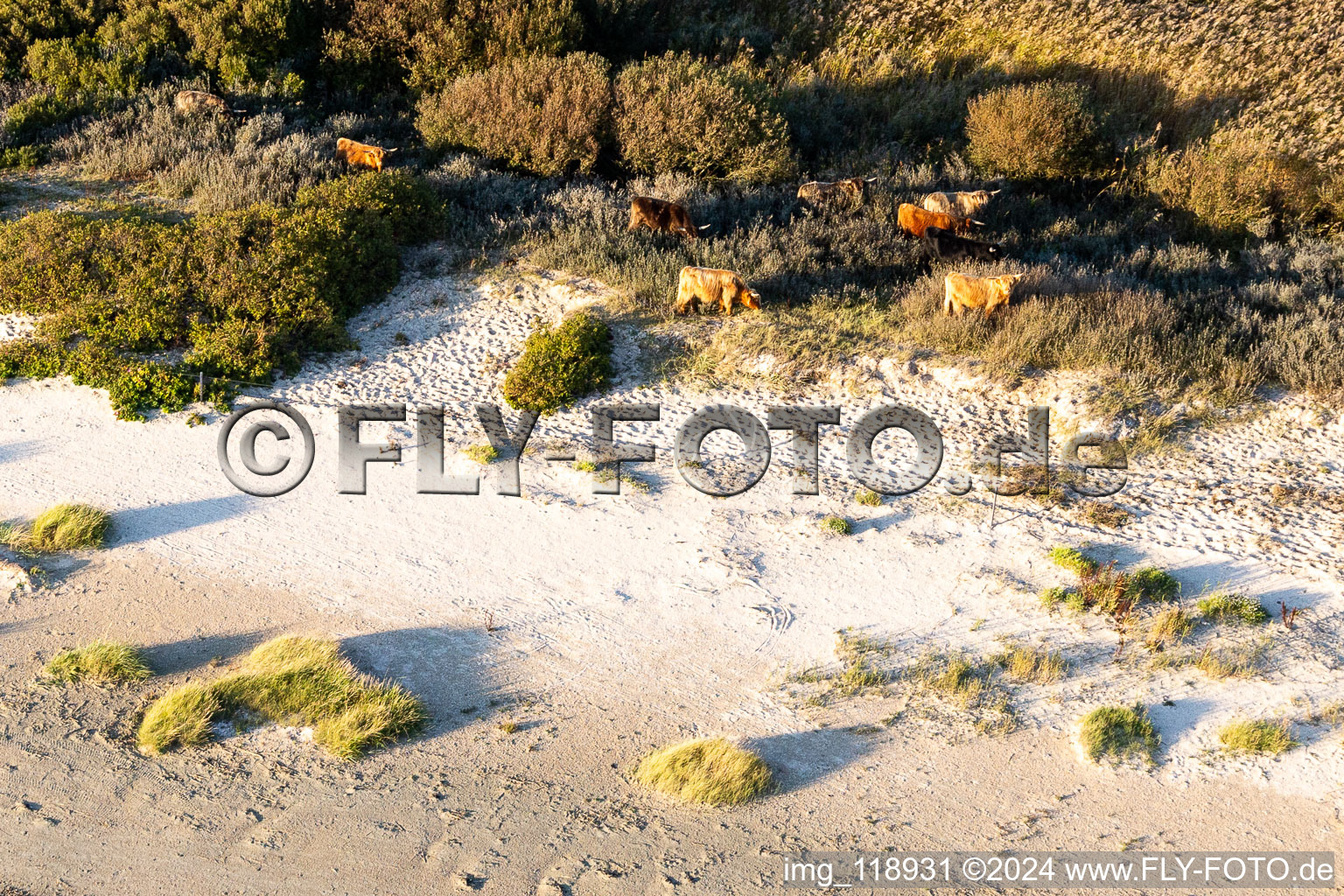 Cattle in the dunes in Fanø in the state South Denmark, Denmark