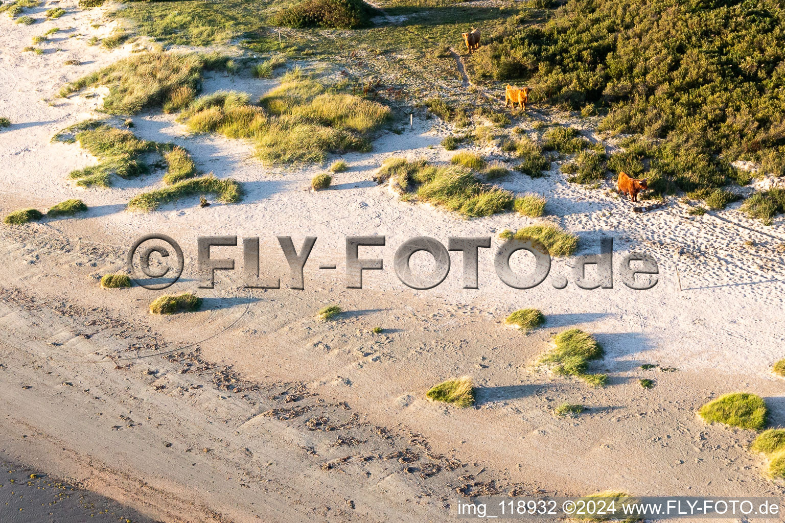 Aerial view of Cattle in the dunes in Fanø in the state South Denmark, Denmark