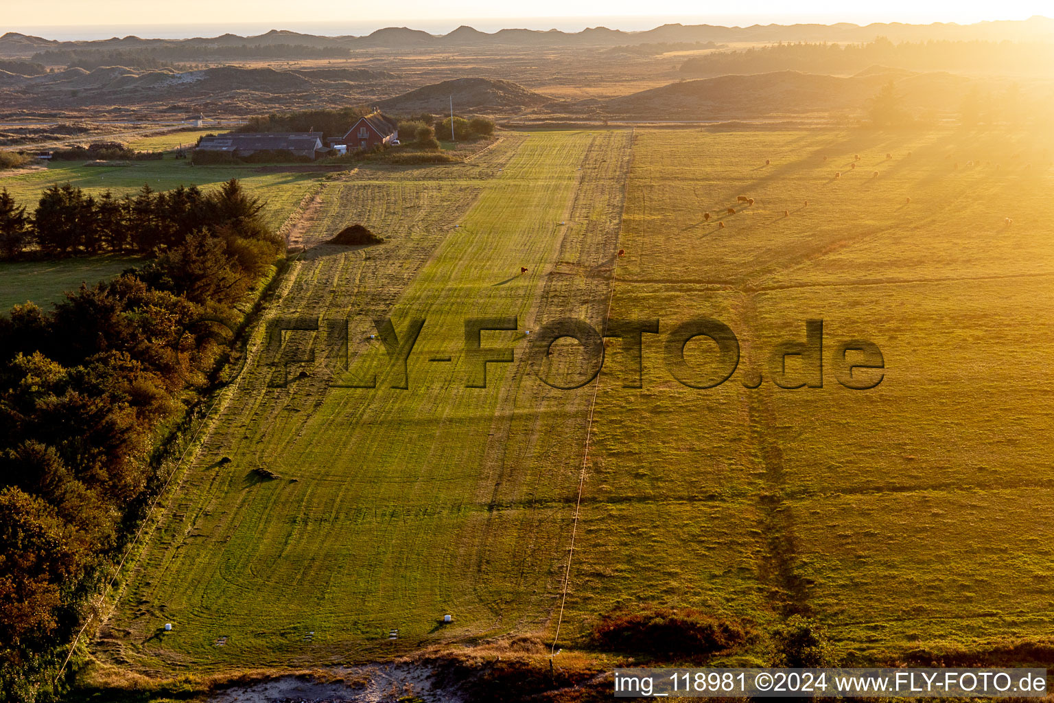 International Airport with Highland cattle in Fanø in the state South Denmark, Denmark