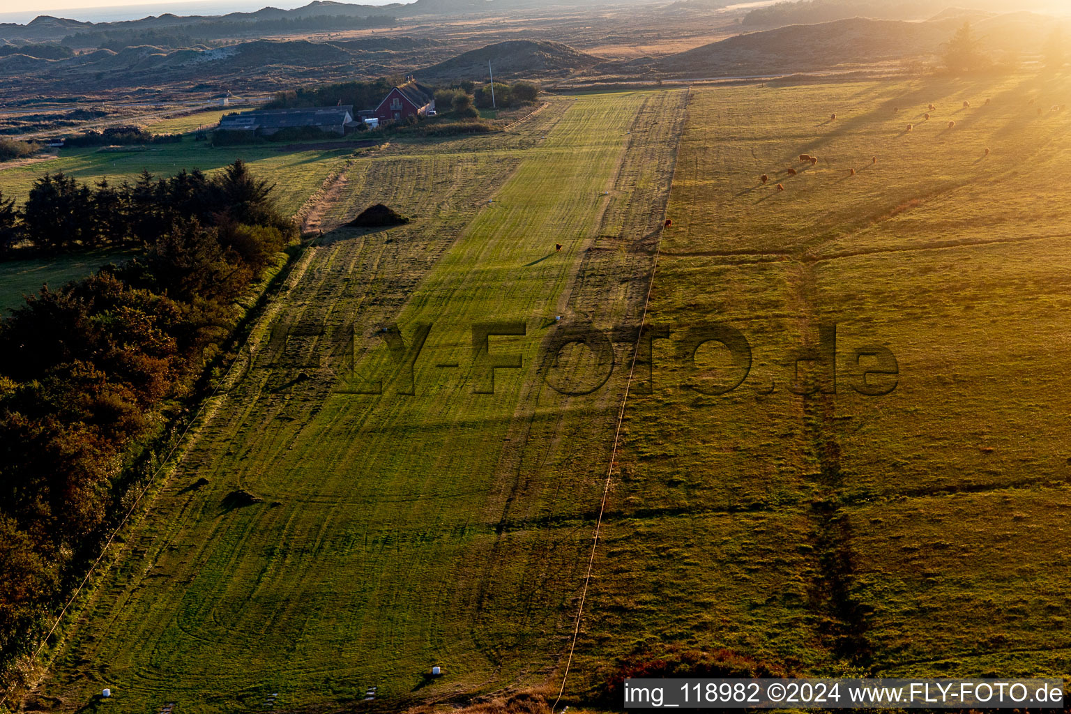 Aerial view of International Airport with Highland cattle in Fanø in the state South Denmark, Denmark