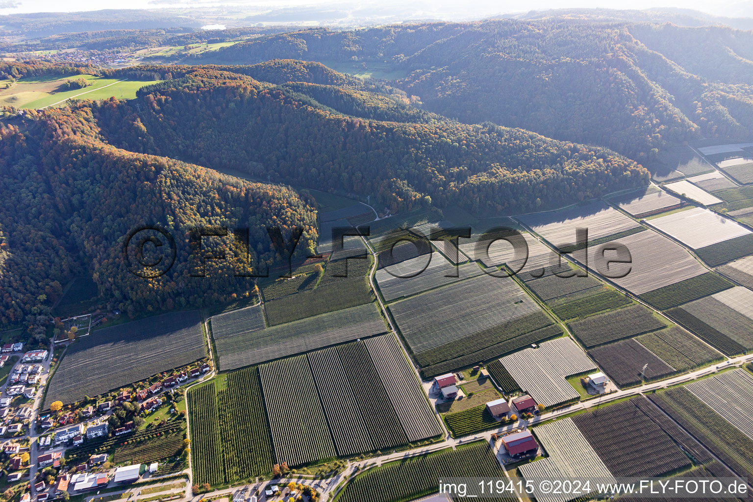 Apple orchards in Bodman in the district Bodman in Bodman-Ludwigshafen in the state Baden-Wuerttemberg, Germany