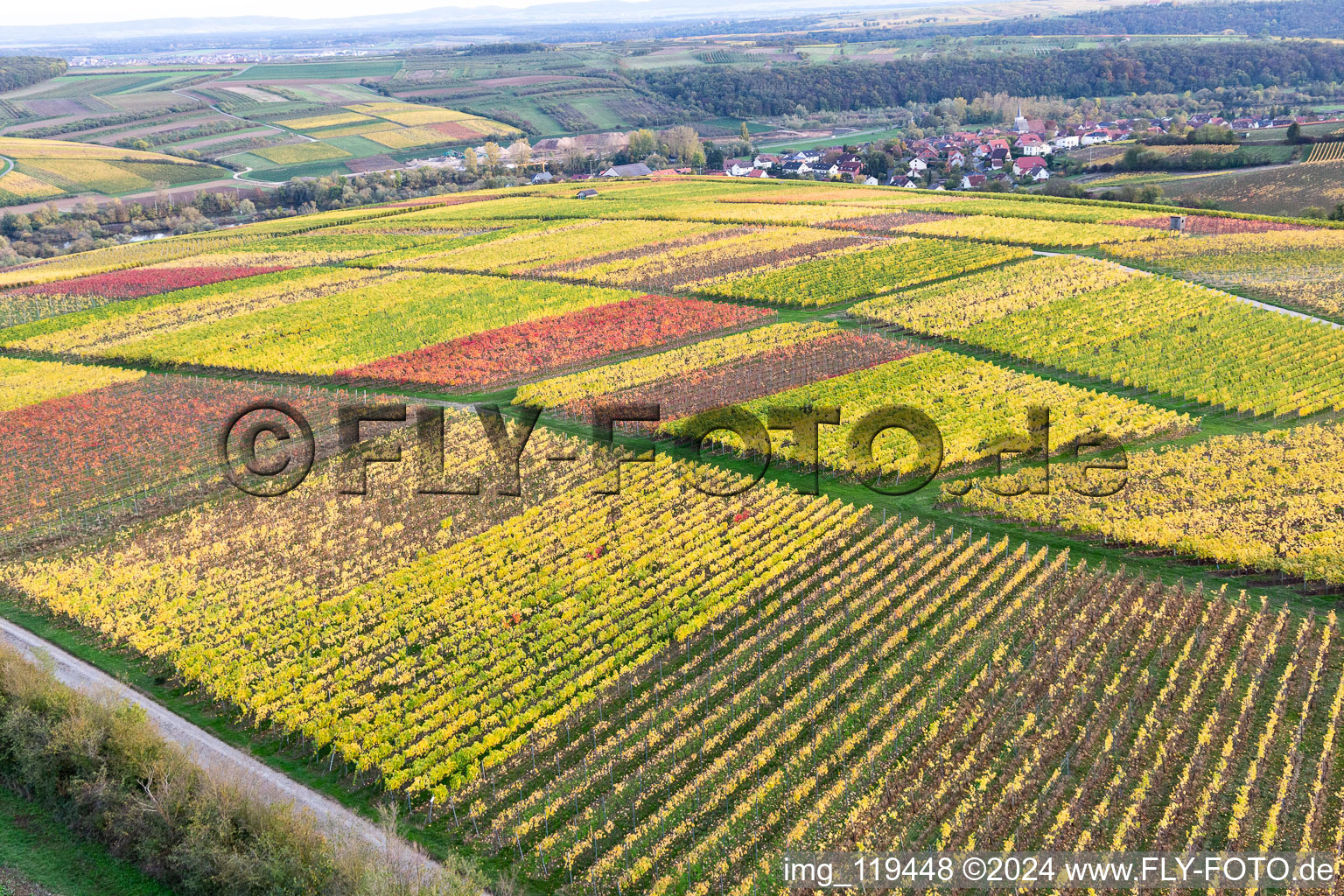 Vineyards on the banks of the Main in the district Obereisenheim in Eisenheim in the state Bavaria, Germany