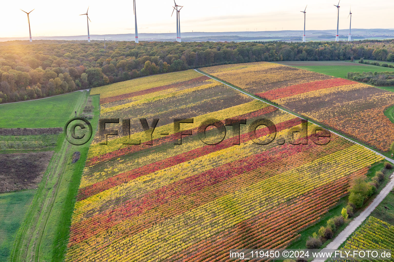 Aerial view of Vineyards on the banks of the Main in the district Obereisenheim in Eisenheim in the state Bavaria, Germany