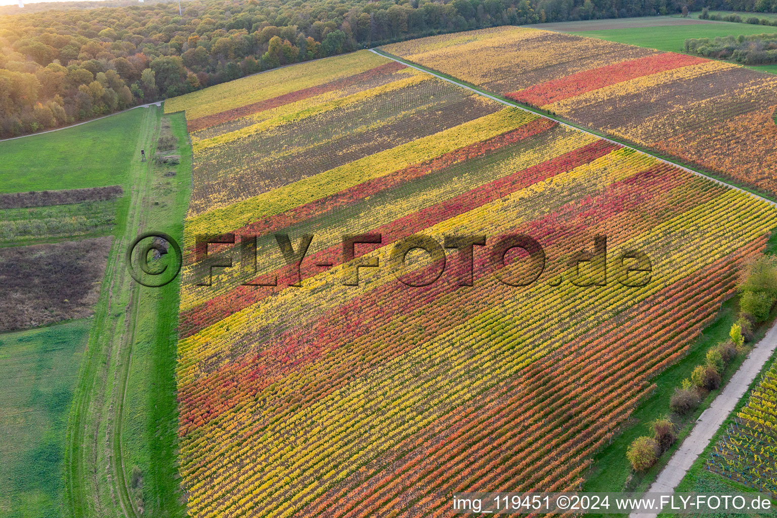 Aerial photograpy of Vineyards on the banks of the Main in the district Obereisenheim in Eisenheim in the state Bavaria, Germany