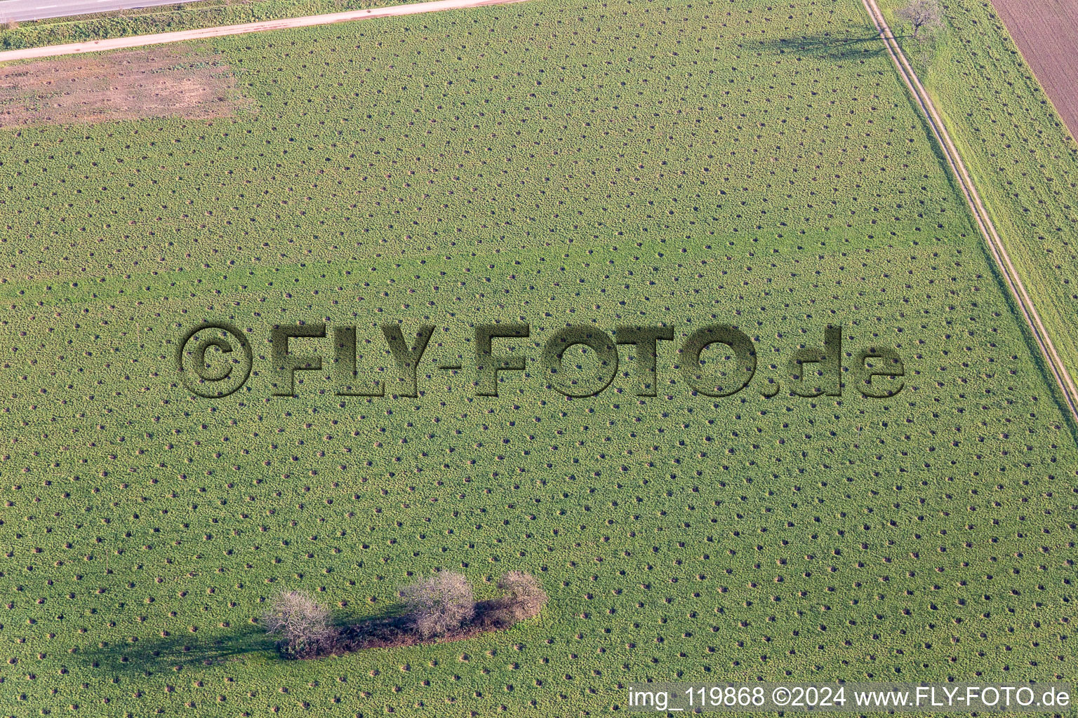 Aerial view of Unknown plantation on the B36 in Ötigheim in the state Baden-Wuerttemberg, Germany