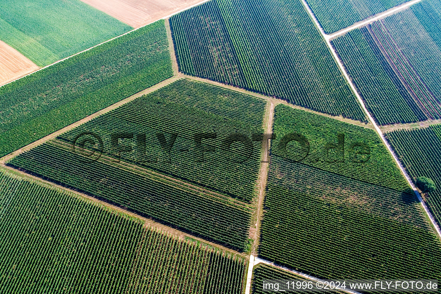 Vineyards in Rohrbach in the state Rhineland-Palatinate, Germany