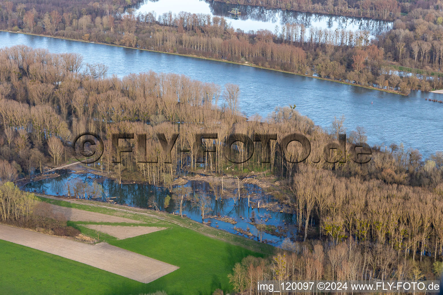 Flooding in the Rhine meadows in Neupotz in the state Rhineland-Palatinate, Germany