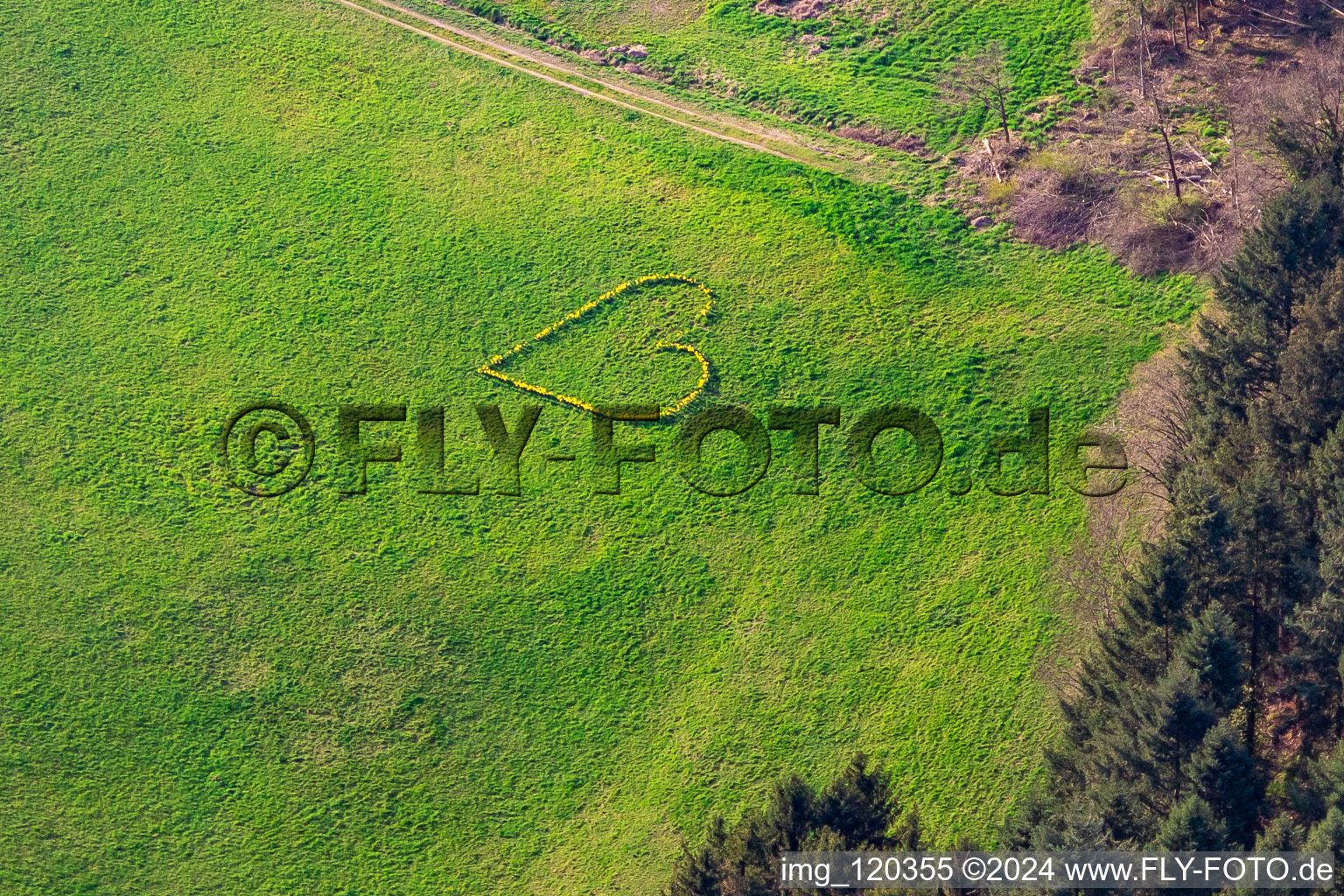 Spring love at Biberach in the Kinzigtal in the Black Forest in Biberach in the state Baden-Wuerttemberg, Germany